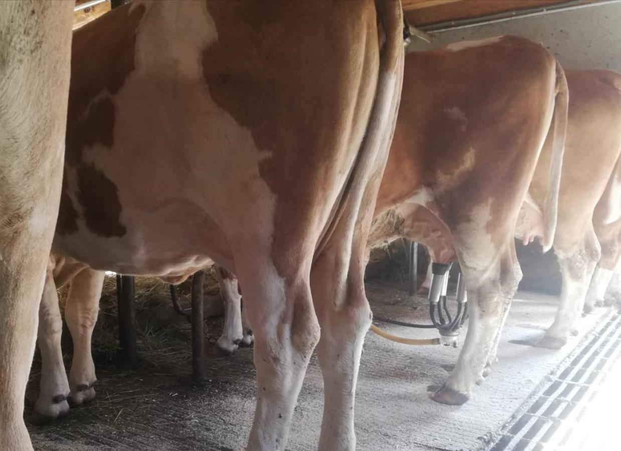 Bio-Bauernhof-Hotel Matlschweiger Lassing  Zewnętrze zdjęcie